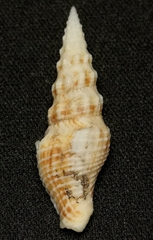 Funa jeffreysii