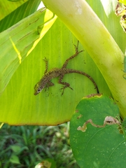 Anolis stratulus