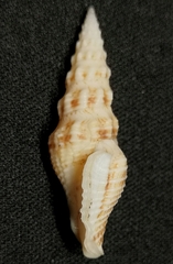 Funa jeffreysii