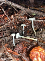 Marasmius calhouniae