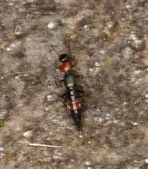 Paederus cruenticollis