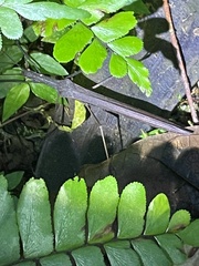 Pseudophasma unicolor