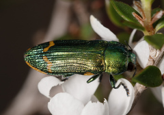 Castiarina leai