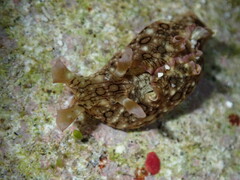 Aplysia argus