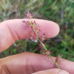 Cenchrus gracillimus