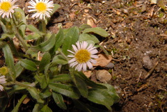 Erigeron nivalis
