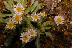 Erigeron nivalis