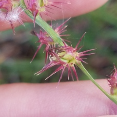 Cenchrus gracillimus