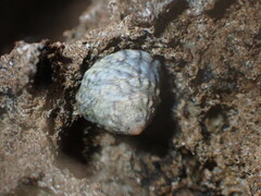 Bembicium flavescens