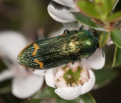 Castiarina leai