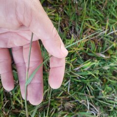 Cenchrus gracillimus