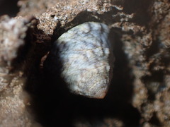 Bembicium flavescens