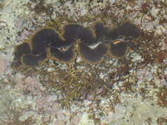 Tridacna