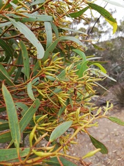 Eucalyptus phaenophylla