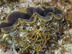 Tridacna