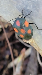 Brachystethus rubromaculatus
