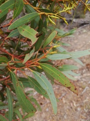 Eucalyptus phaenophylla