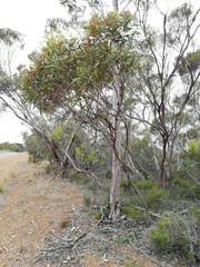 Eucalyptus phaenophylla