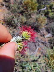 Melaleuca cinerea