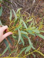 Eucalyptus pachyloma