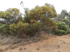 Eucalyptus pachyloma