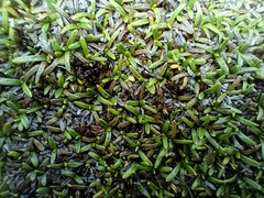 Abrotanella caespitosa
