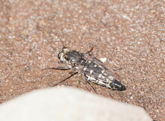 Asiloidea