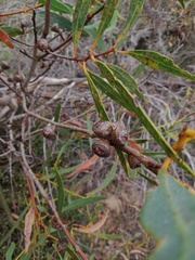 Eucalyptus pachyloma