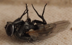 Musca vetustissima