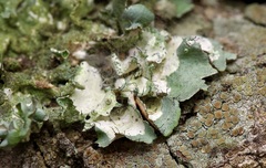 Parmotrema submarginale