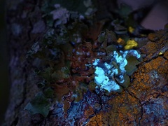 Parmotrema submarginale