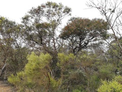 Eucalyptus annulata