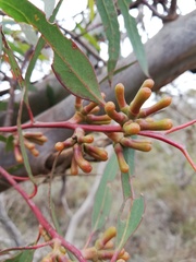 Eucalyptus annulata