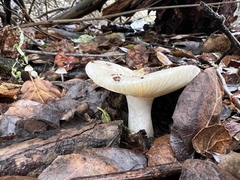 Hygrophorus eburneus