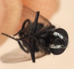 Musca vetustissima