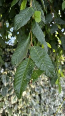Nothofagus obliqua