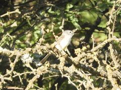 Serpophaga subcristata