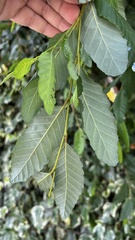 Nothofagus obliqua