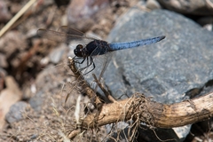Crocothemis nigrifrons