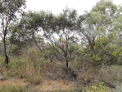 Eucalyptus thamnoides