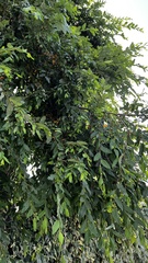 Nothofagus obliqua