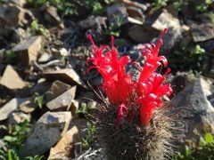 Mammillaria pondii pondii
