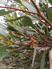 Eucalyptus thamnoides