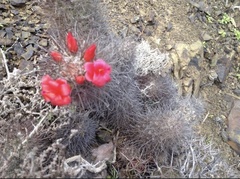 Mammillaria pondii pondii