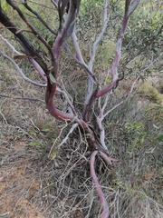 Eucalyptus thamnoides