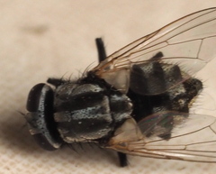 Musca vetustissima