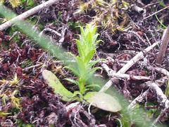 Cullumia reticulata