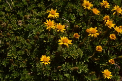 Haplopappus anthylloides