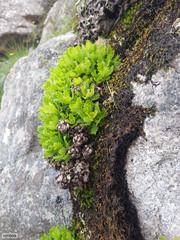 Osmitopsis dentata