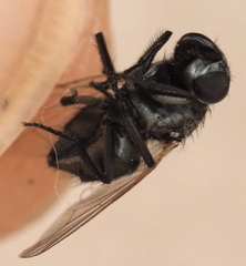 Musca vetustissima